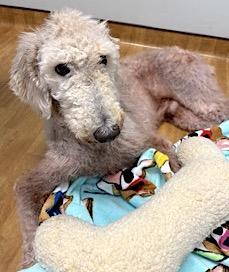 Crisco, Adoptable, Adult Male Standard Poodle.