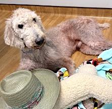 Crisco, a Adoptable Standard Poodle in Mount Airy, NC image 4/6