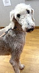 Crisco, a Adoptable Standard Poodle in Mount Airy, NC image 5/6