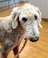 Crisco, a Adoptable Standard Poodle in Mount Airy, NC image 6/6
