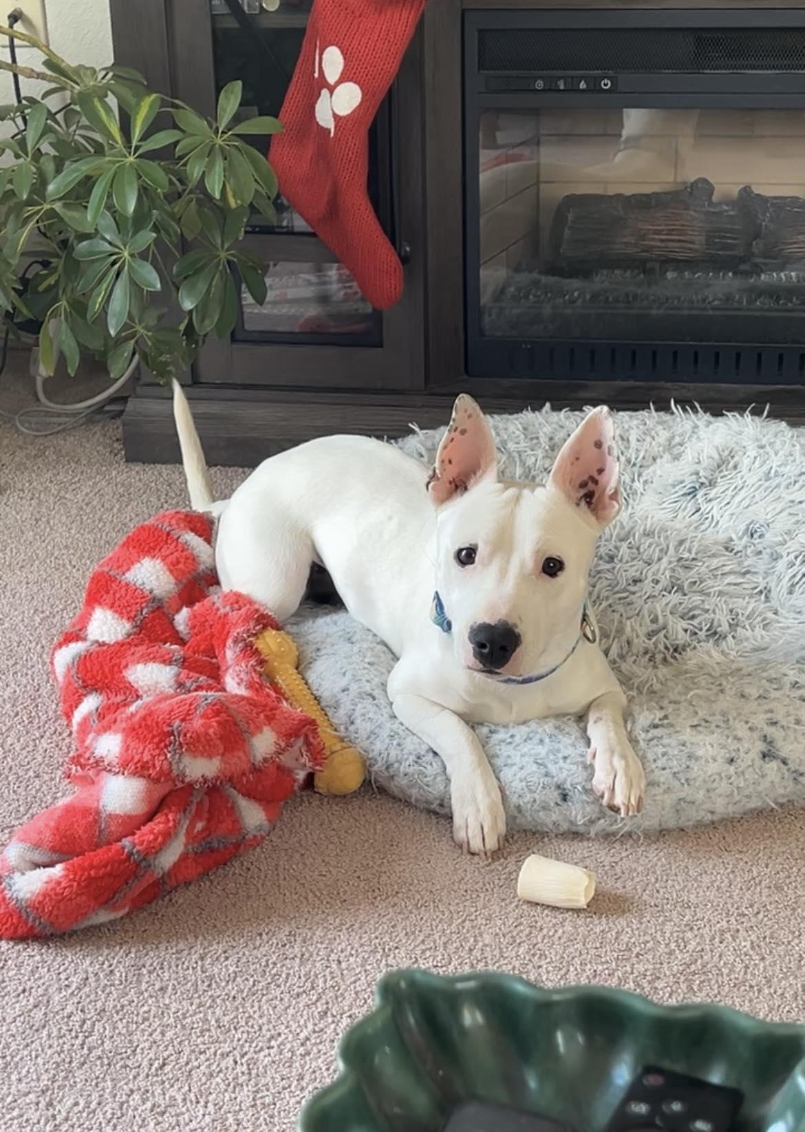 Bunny, adoptable, Young Female Corgi.
