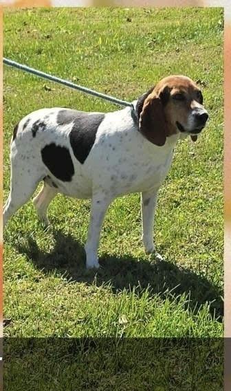 Liberty, Adoptable, Adult Female Treeing Walker Coonhound.