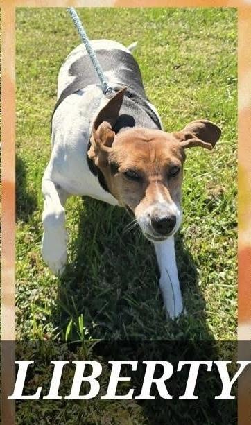 Liberty, a Adoptable Treeing Walker Coonhound in Aurora, IN image 2/3