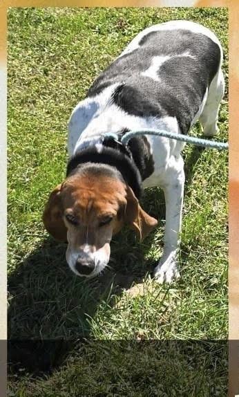 Liberty, a Adoptable Treeing Walker Coonhound in Aurora, IN image 3/3
