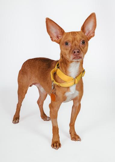 Enlarge Rigo, a ADOPTABLE Chihuahua in West Hollywood, CA image 2/4