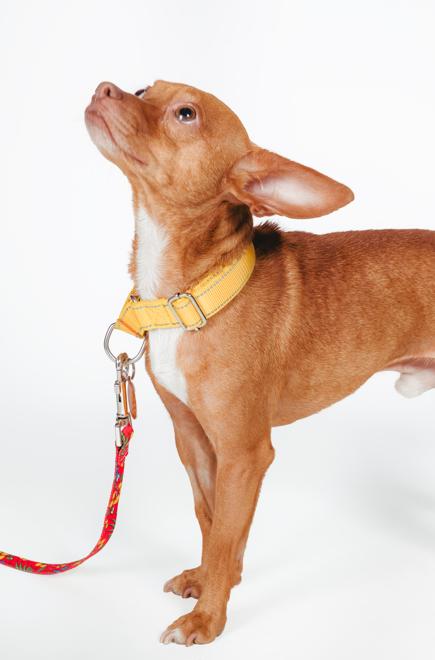 Enlarge Rigo, a ADOPTABLE Chihuahua in West Hollywood, CA image 4/4