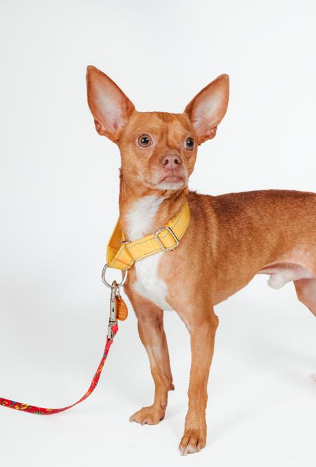 Enlarge Rigo, a ADOPTABLE Chihuahua in West Hollywood, CA image 3/4