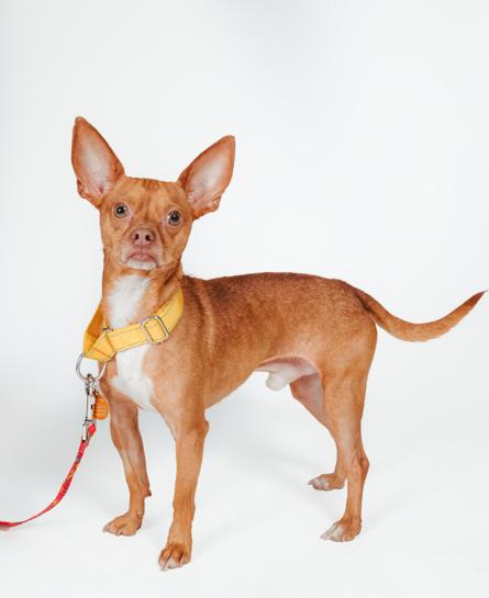 Rigo, ADOPTABLE, Adult Male Chihuahua.