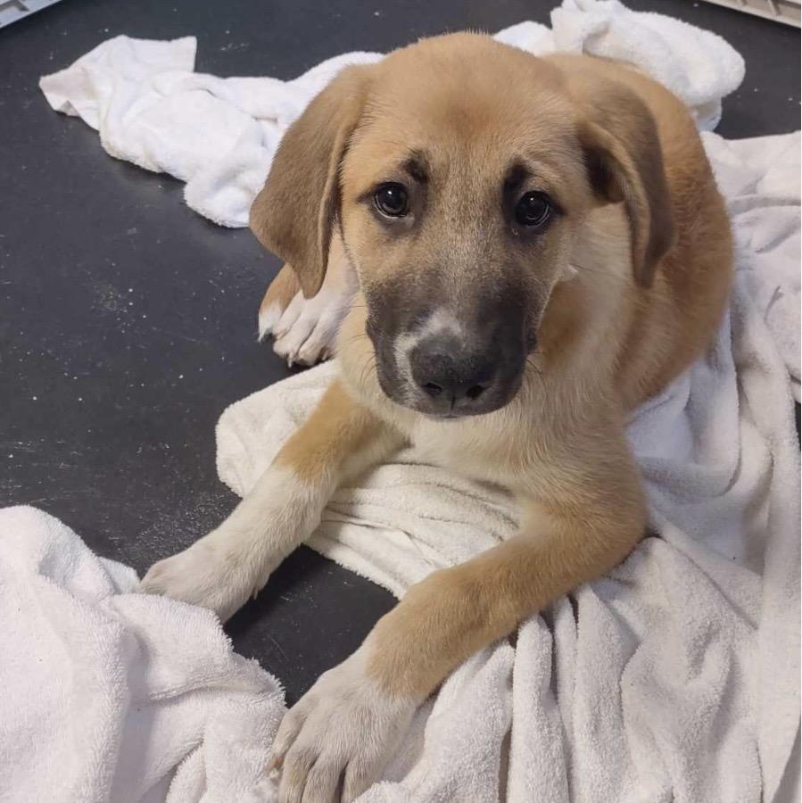 Ralph, an adoptable mixed breed in Kannapolis, NC image 1/6