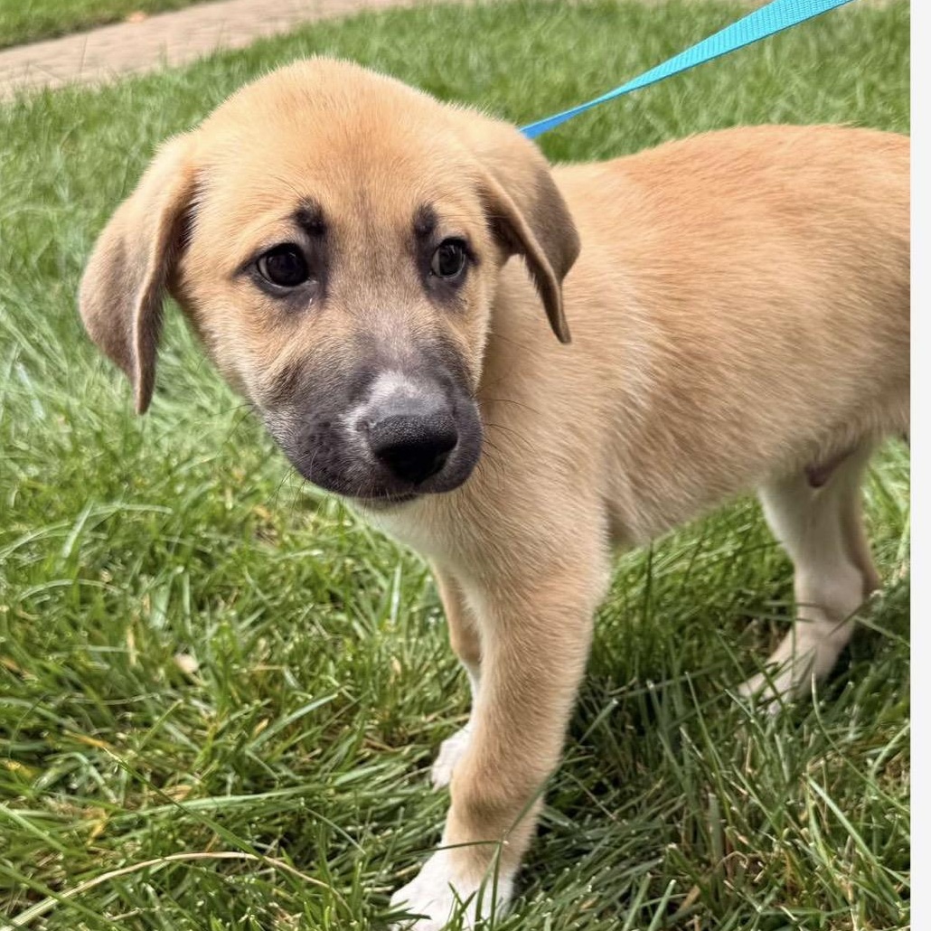 Ralph, an adoptable mixed breed in Kannapolis, NC image 3/6
