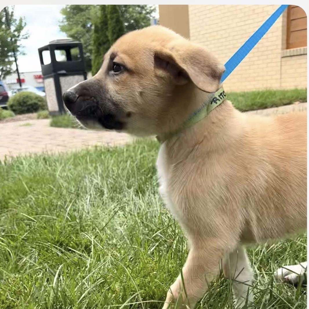 Ralph, an adoptable mixed breed in Kannapolis, NC image 4/6