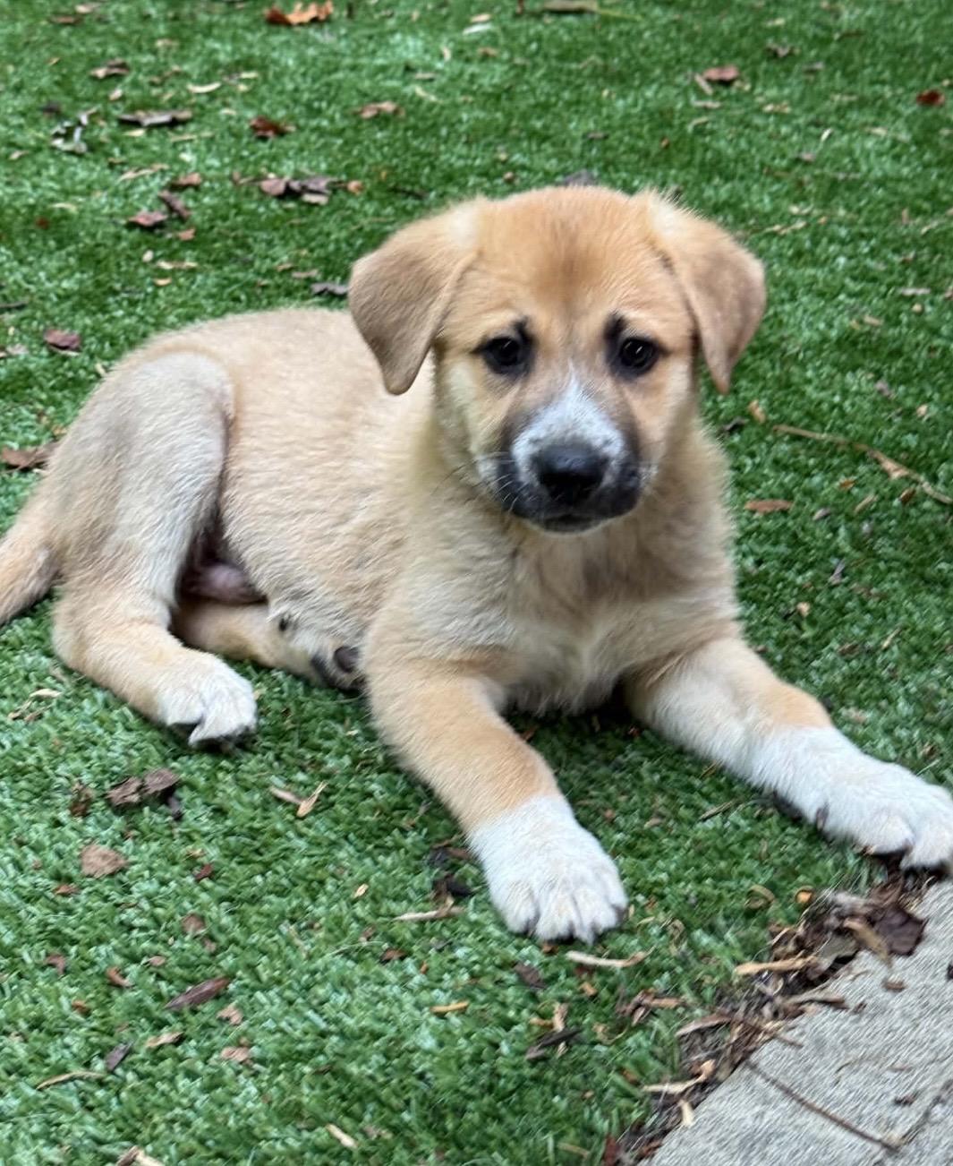 Ralph, an adoptable mixed breed in Kannapolis, NC image 6/6
