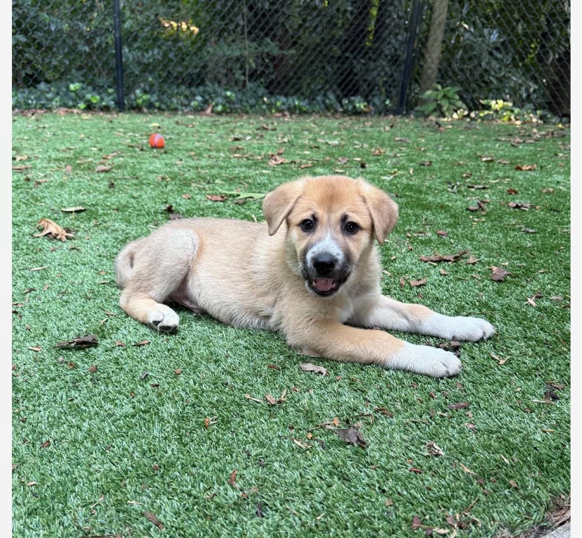 Ralph, an adoptable mixed breed in Kannapolis, NC image 5/6