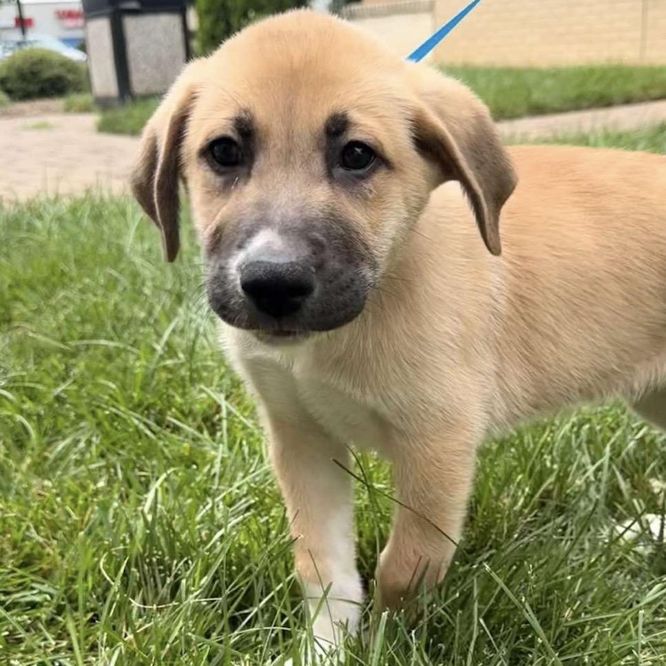 Ralph, an adoptable mixed breed in Kannapolis, NC image 2/6