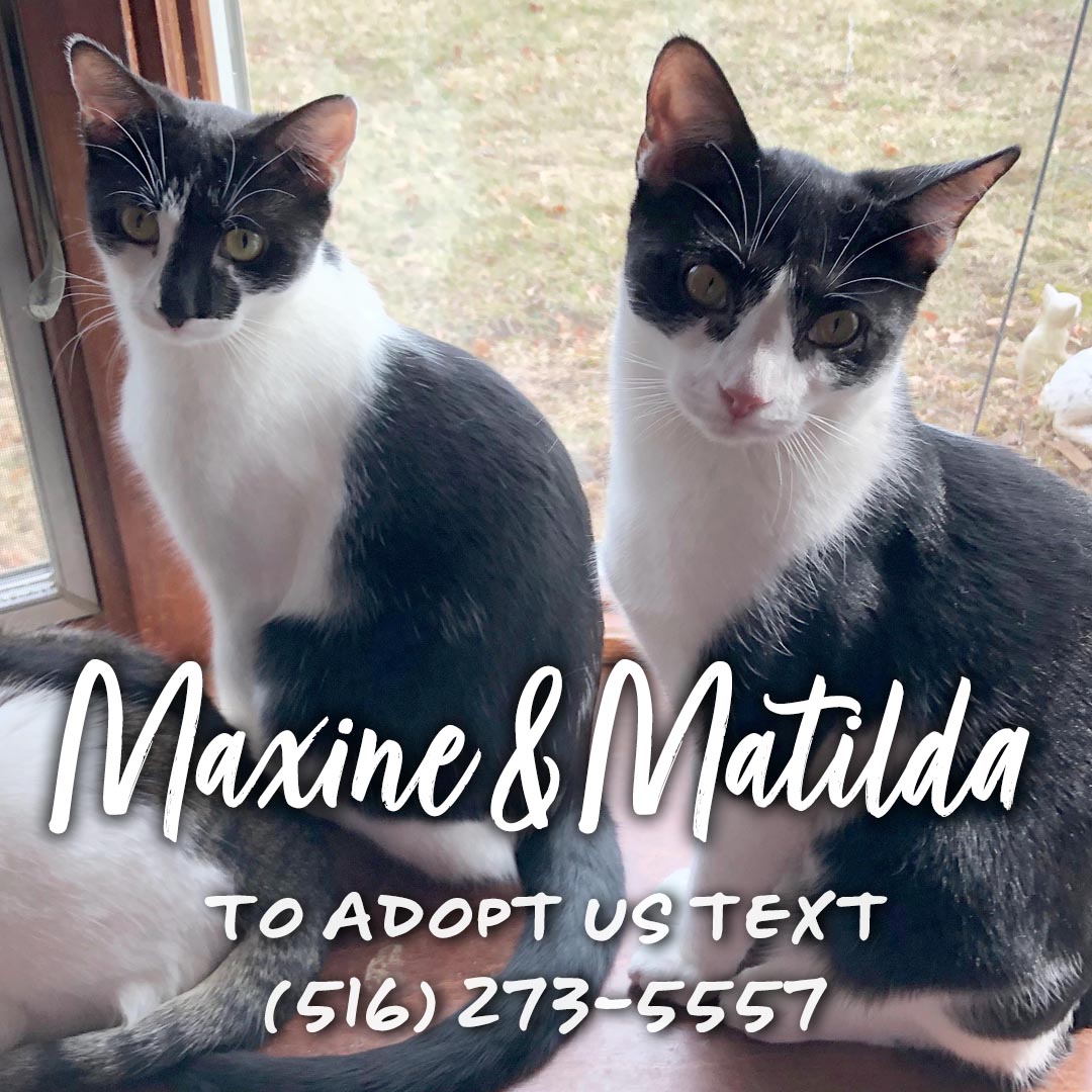Matilda, a Adoptable Domestic Short Hair in Great Neck, NY image 6/10