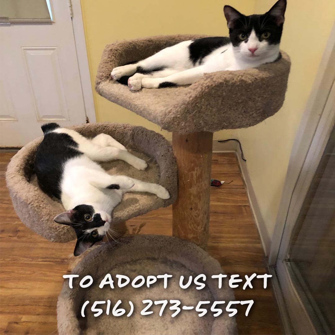 Enlarge Matilda, a Adoptable Domestic Short Hair in Great Neck, NY image 8/10