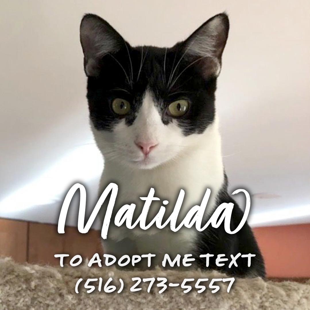 Matilda, Adoptable, Young Female Domestic Short Hair.