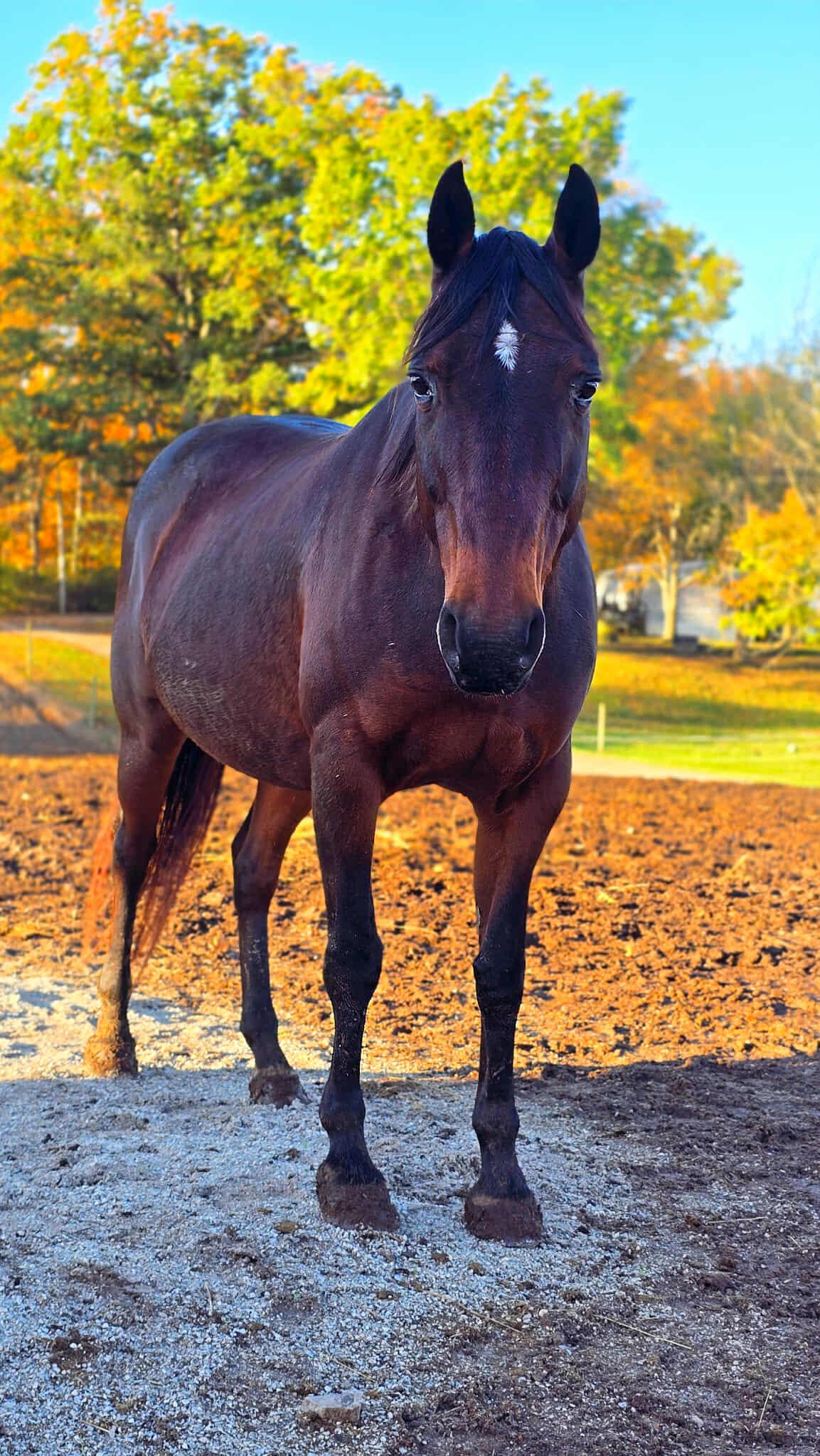 Violet, Adoptable, Adult Female Grade.