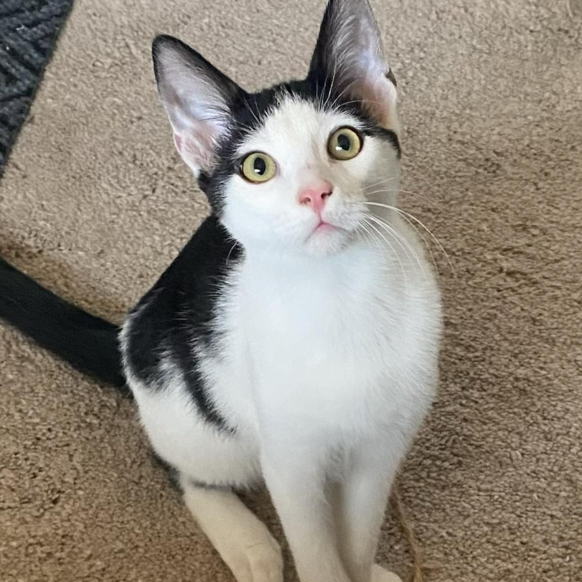 Moo moo, Adoptable, Kitten Male Domestic Short Hair.