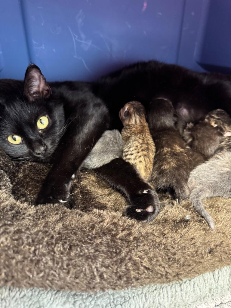 Carol, Adoptable, Adult Female Domestic Short Hair.