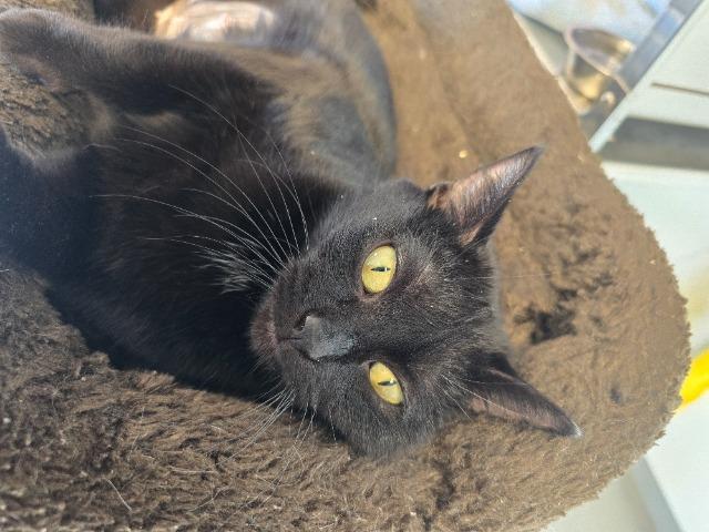 Enlarge Carol, a Adoptable mixed breed in Barron, WI image 2/6