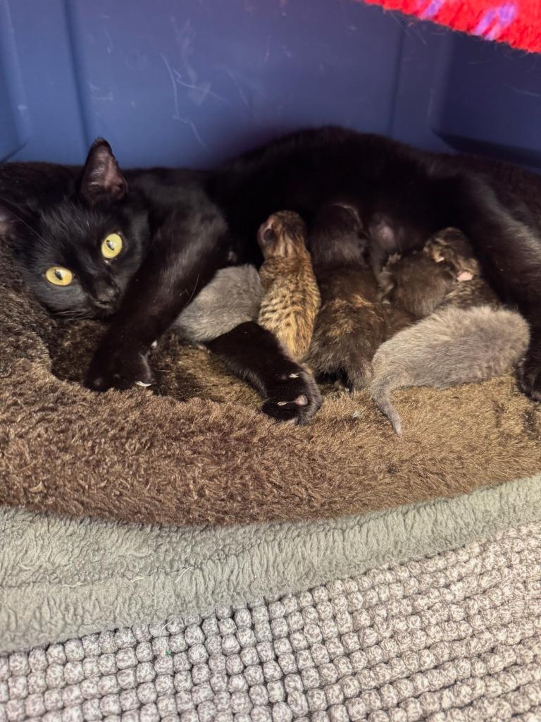 Enlarge Carol, a Adoptable mixed breed in Barron, WI image 4/6