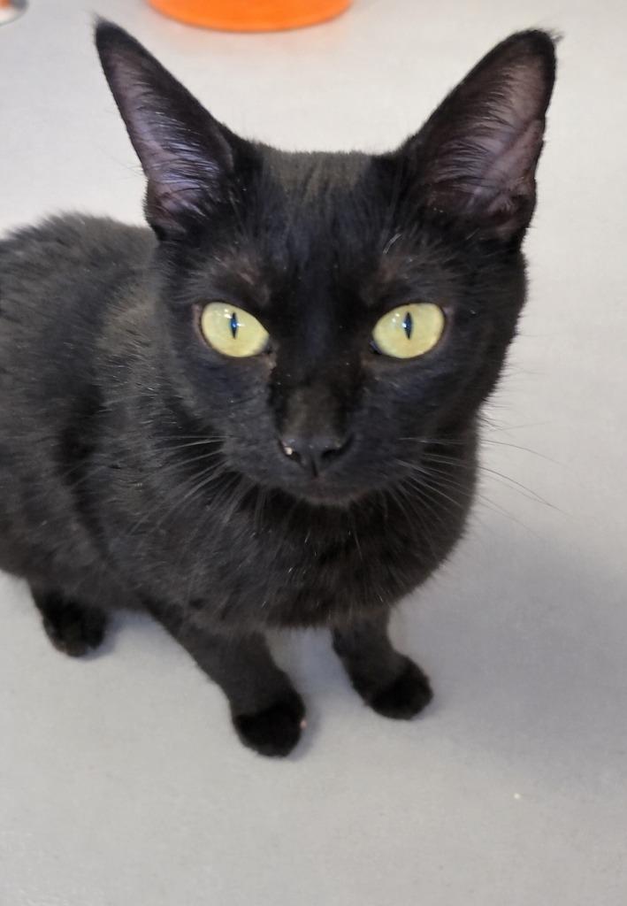 Enlarge Carol, a Adoptable mixed breed in Barron, WI image 5/6