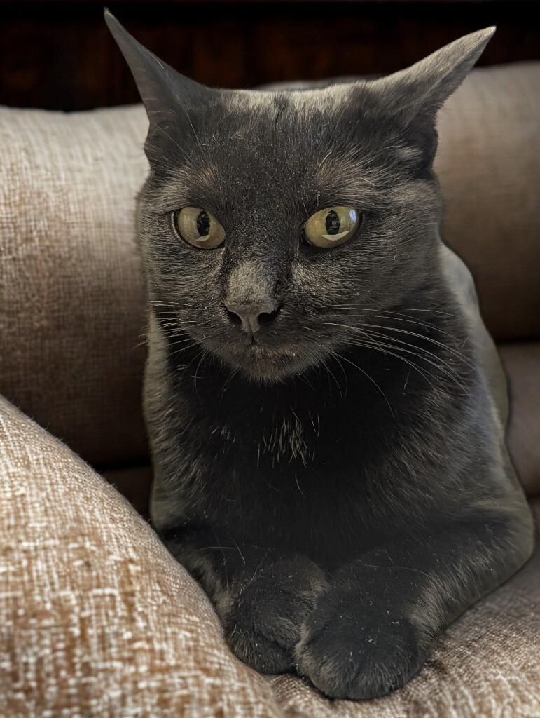 Enlarge Carol, a Adoptable mixed breed in Barron, WI image 6/6