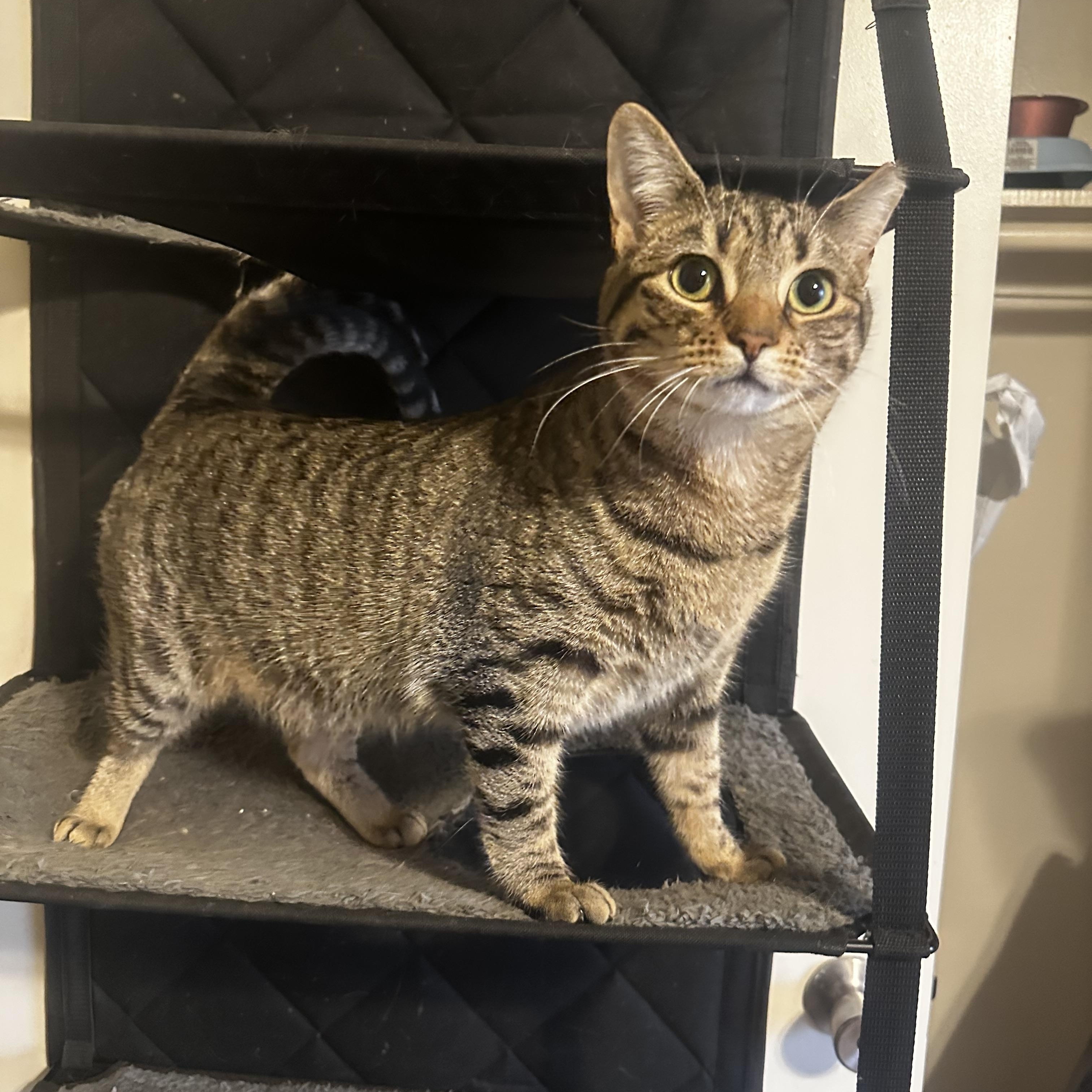 Sasha, Young Female Tabby