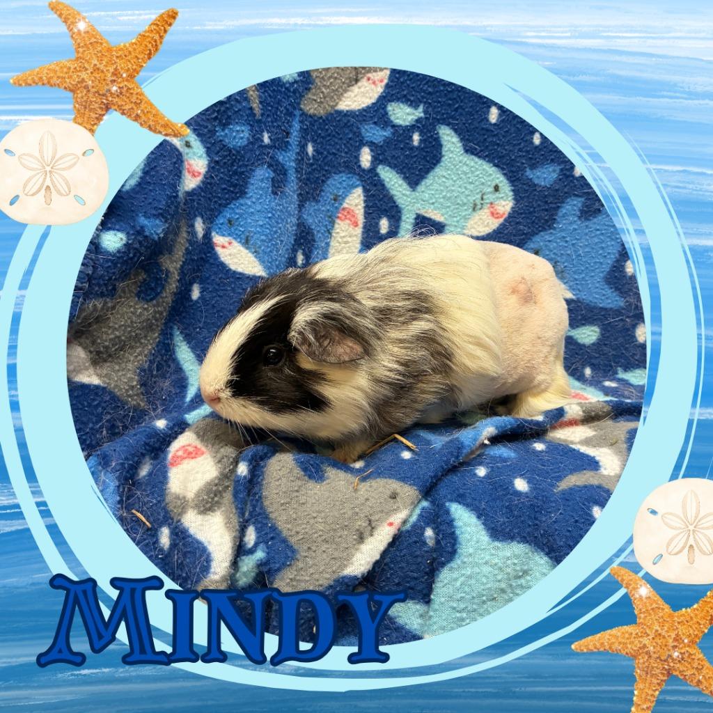 Mindy, Adoptable, Adult Female Guinea Pig.