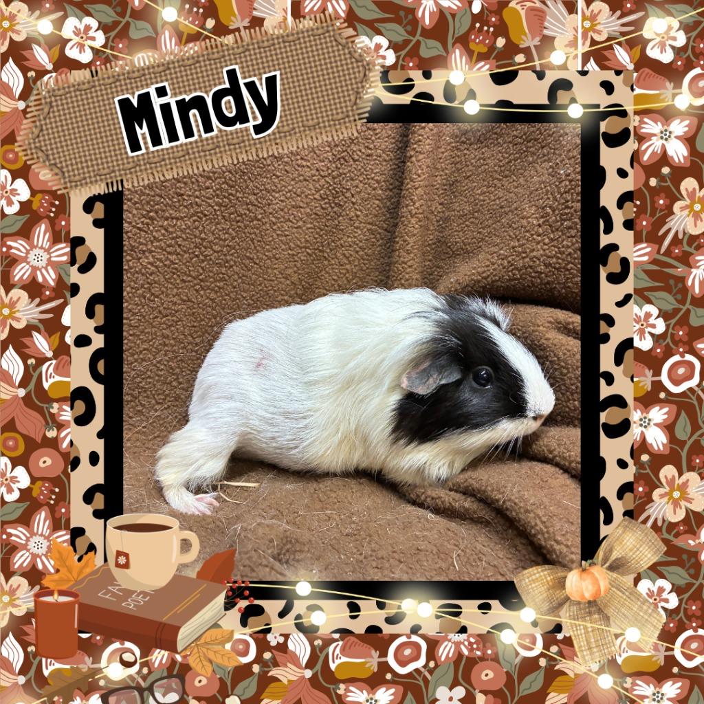 Enlarge Mindy, a Adoptable Guinea Pig in Elizabethtown, KY image 2/2