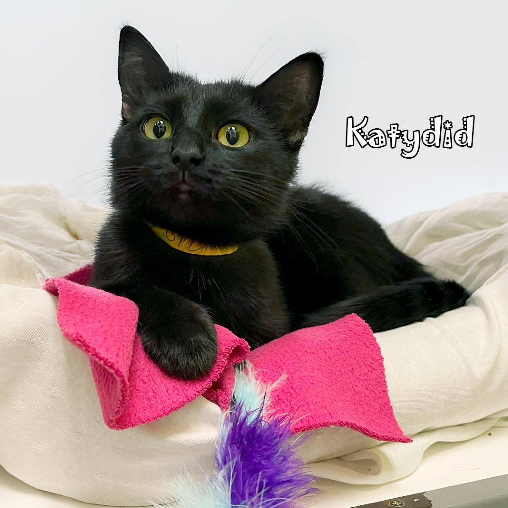 Enlarge Katydid, a Adoptable Domestic Medium Hair in Carmel, IN image 1/2