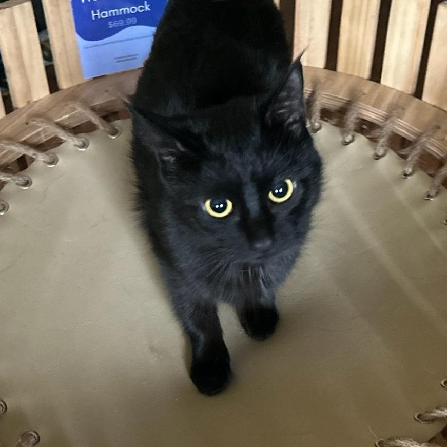 Enlarge Katydid, a Adoptable Domestic Medium Hair in Carmel, IN image 2/2