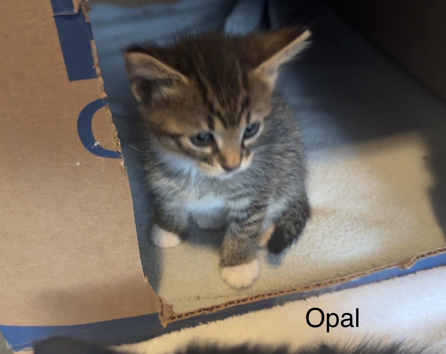 Enlarge Opal, a ADOPTABLE Domestic Short Hair in Rochester, WA image 2/2