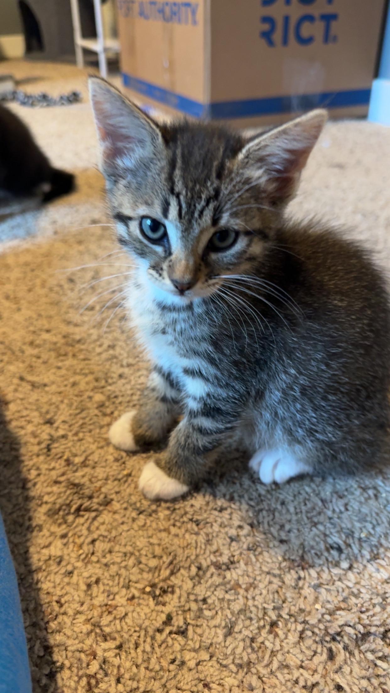 Enlarge Opal, a ADOPTABLE Domestic Short Hair in Rochester, WA image 1/2