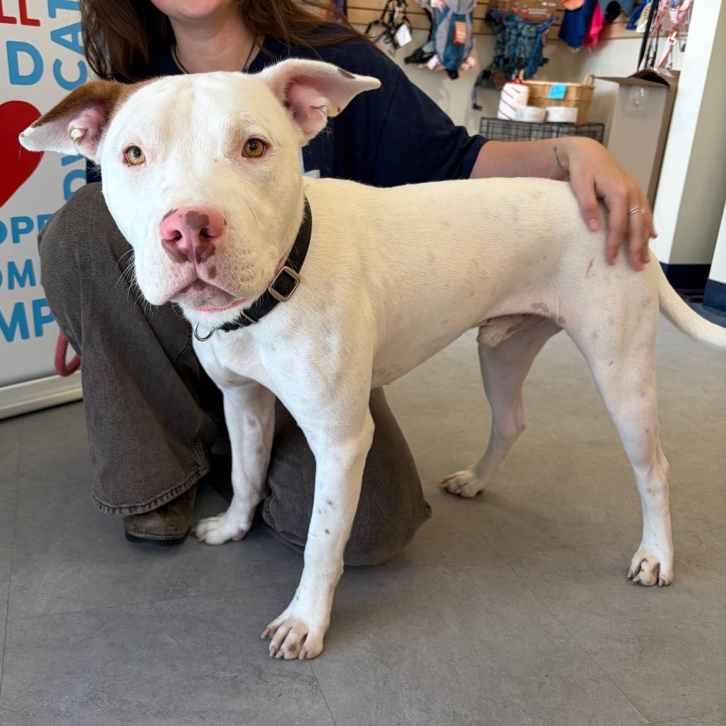 Stowe, a Adoptable mixed breed in Morrisville, VT image 1/6