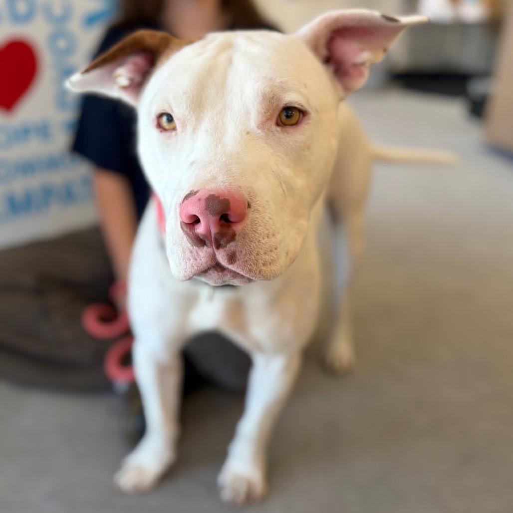 Stowe, a Adoptable mixed breed in Morrisville, VT image 3/6