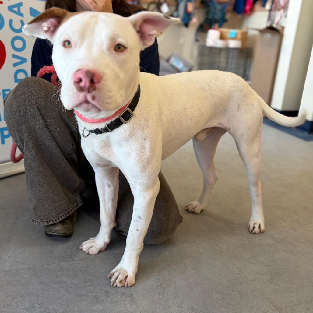 Stowe, a Adoptable mixed breed in Morrisville, VT image 5/6