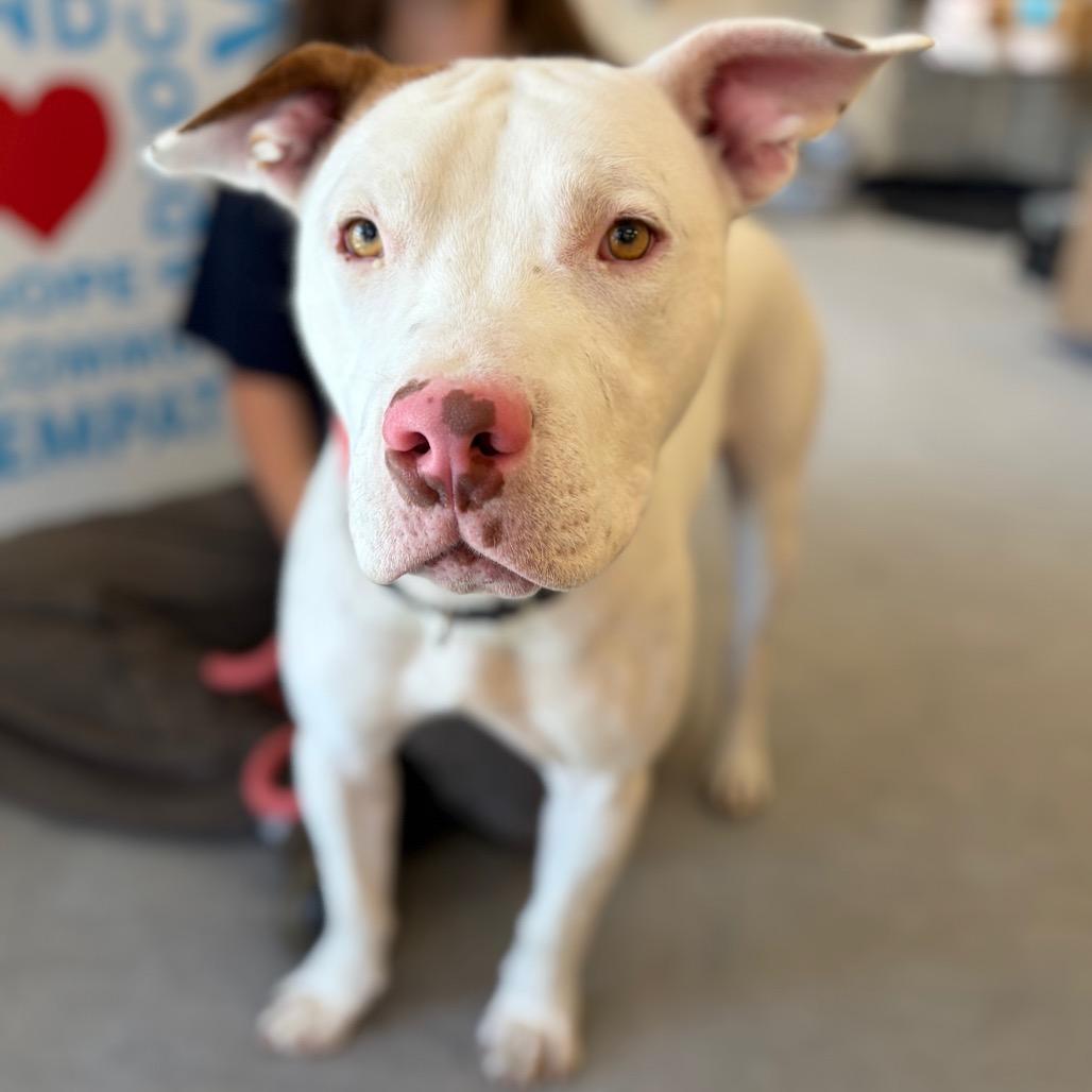Stowe, a Adoptable mixed breed in Morrisville, VT image 6/6