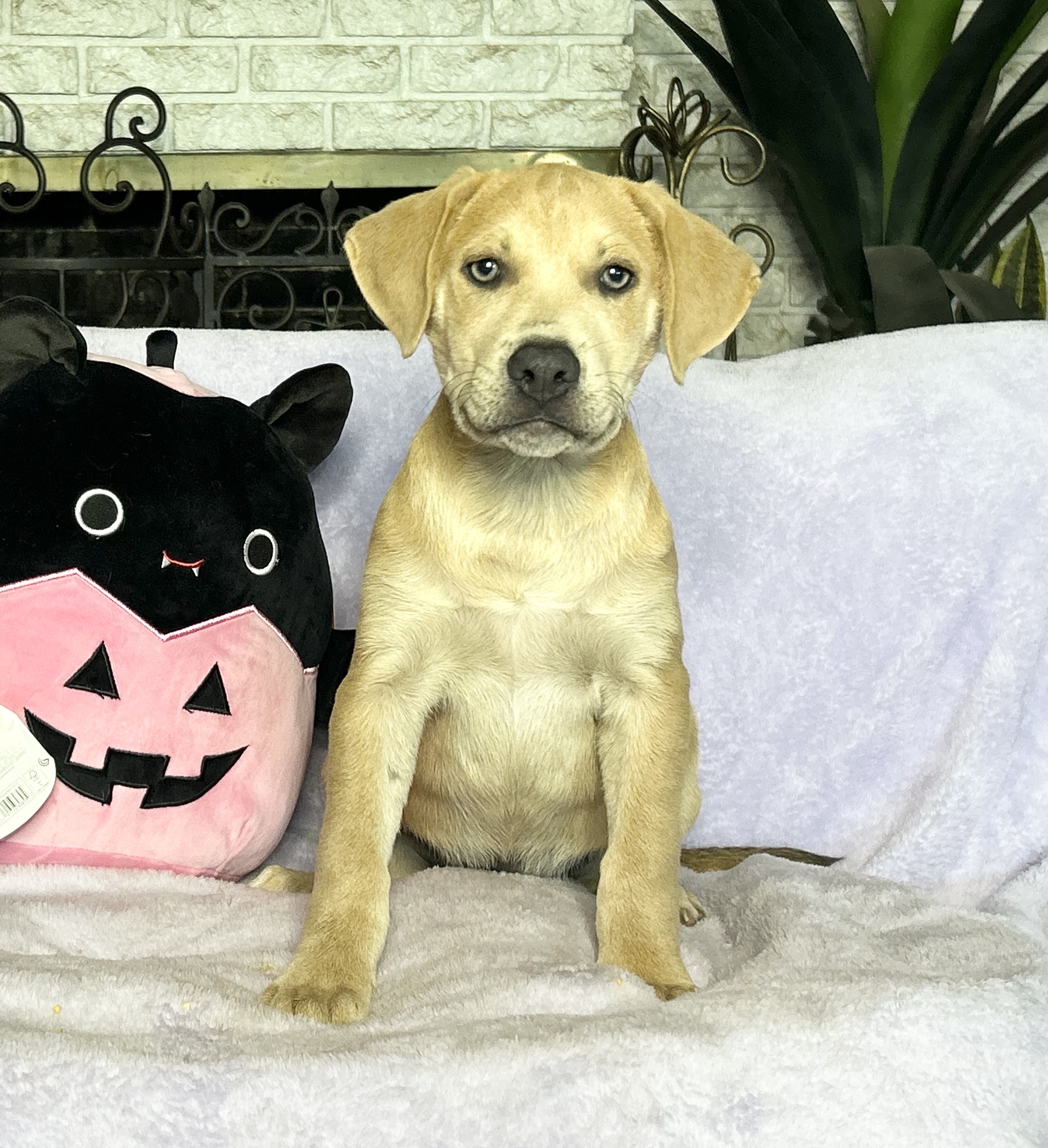 Dog for adoption Big baby Ben, a Yellow Labrador Retriever