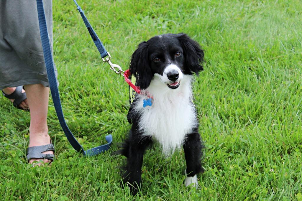 Clyde Harlan, Adoptable, Adult Male Border Collie.