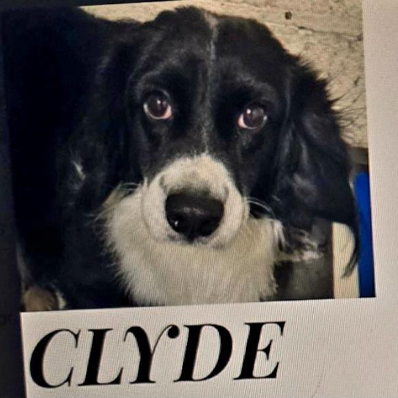 Enlarge Clyde Harlan, a Adoptable Border Collie in Indianapolis, IN image 3/4