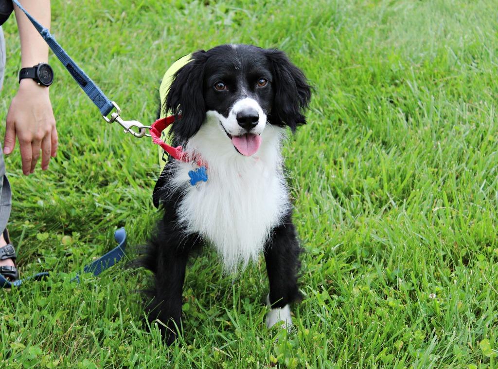 Enlarge Clyde Harlan, a Adoptable Border Collie in Indianapolis, IN image 3/3