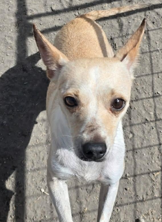 Marzabean, a Adoptable Chihuahua in Minneapolis, MN image 2/2