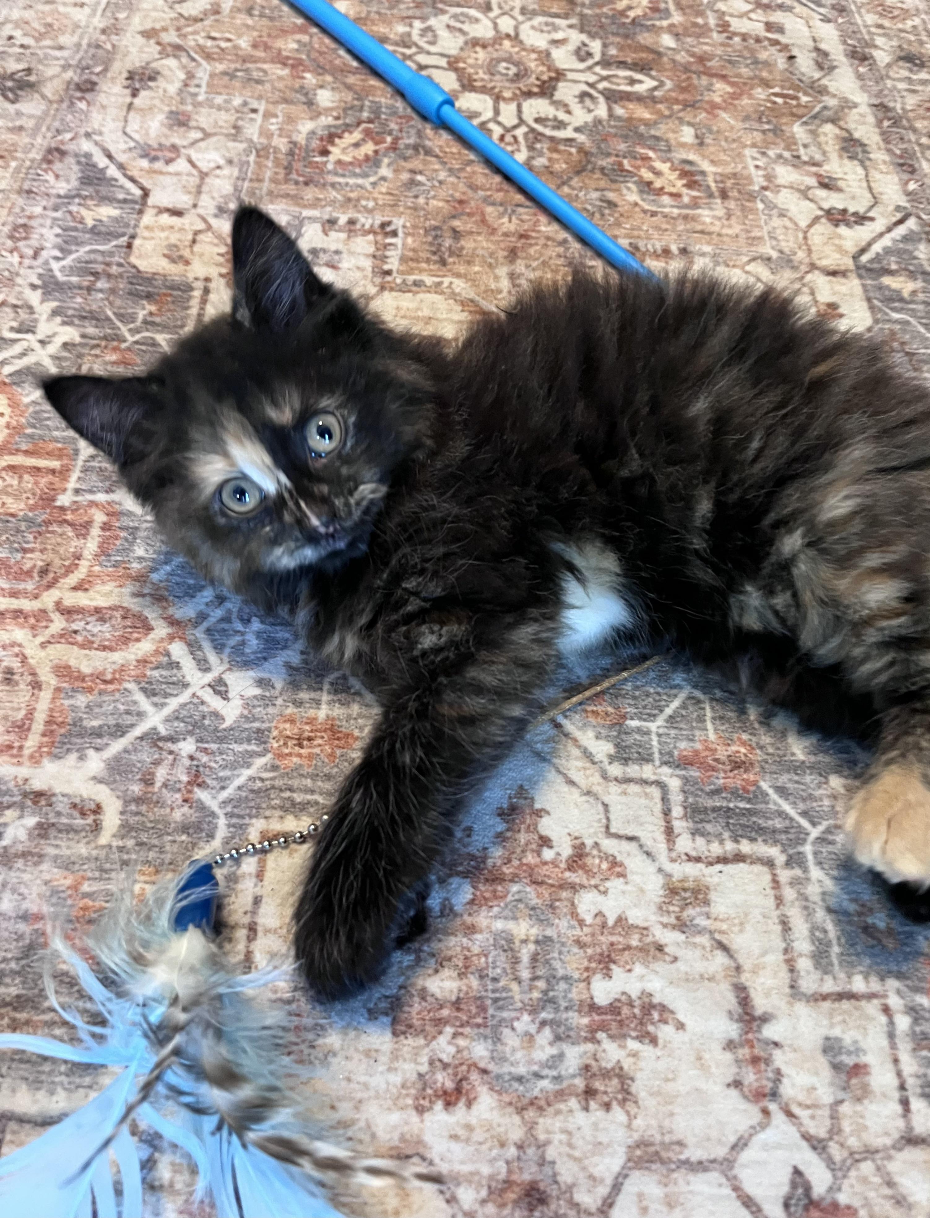 Pancake, adopted, Kitten Female Domestic Long Hair.