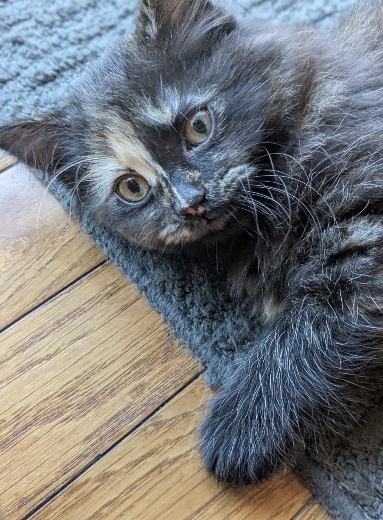 Pancake, an adopted Domestic Long Hair in Belvidere, IL image 4/6