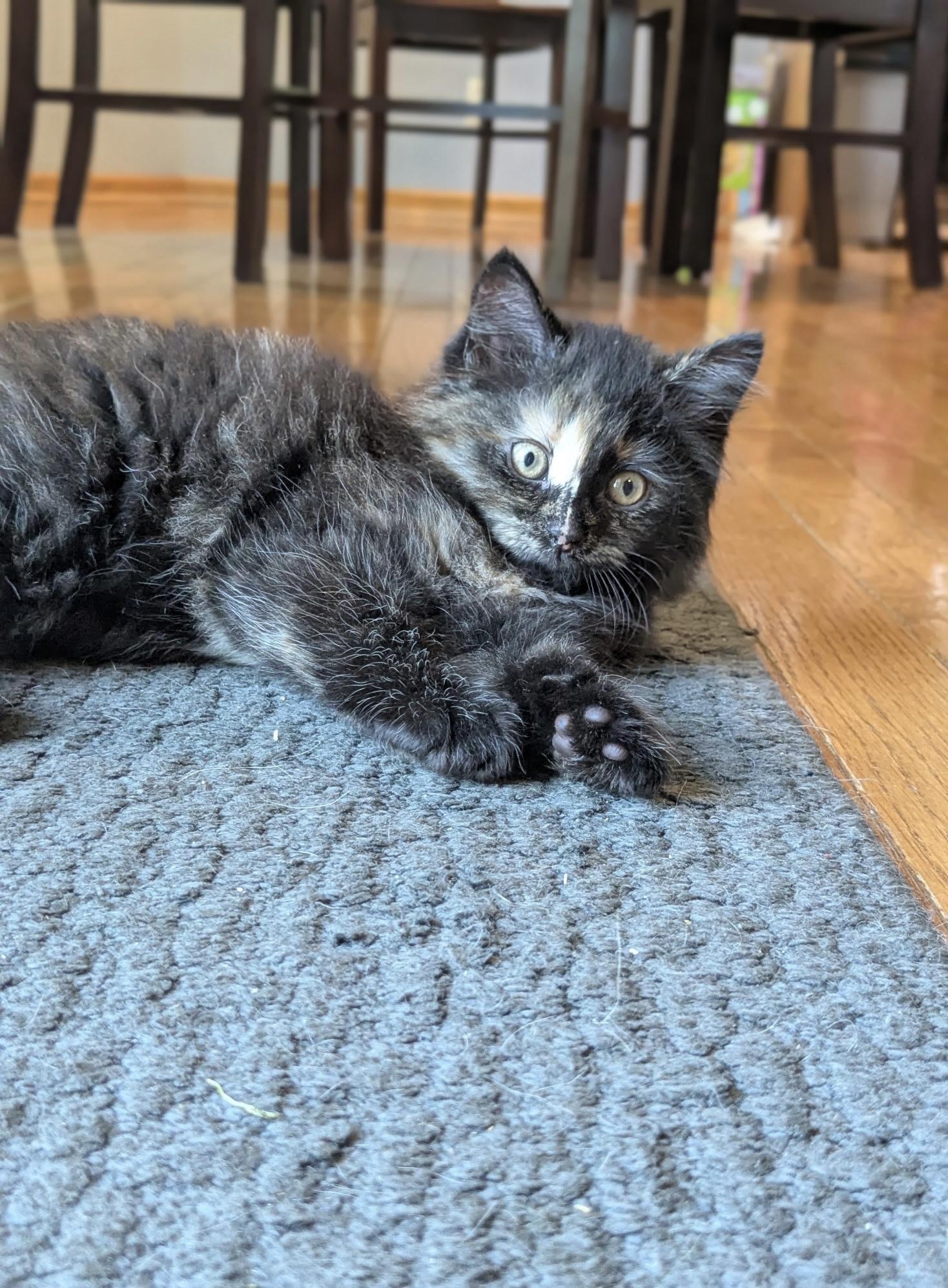 Pancake, an adopted Domestic Long Hair in Belvidere, IL image 3/6