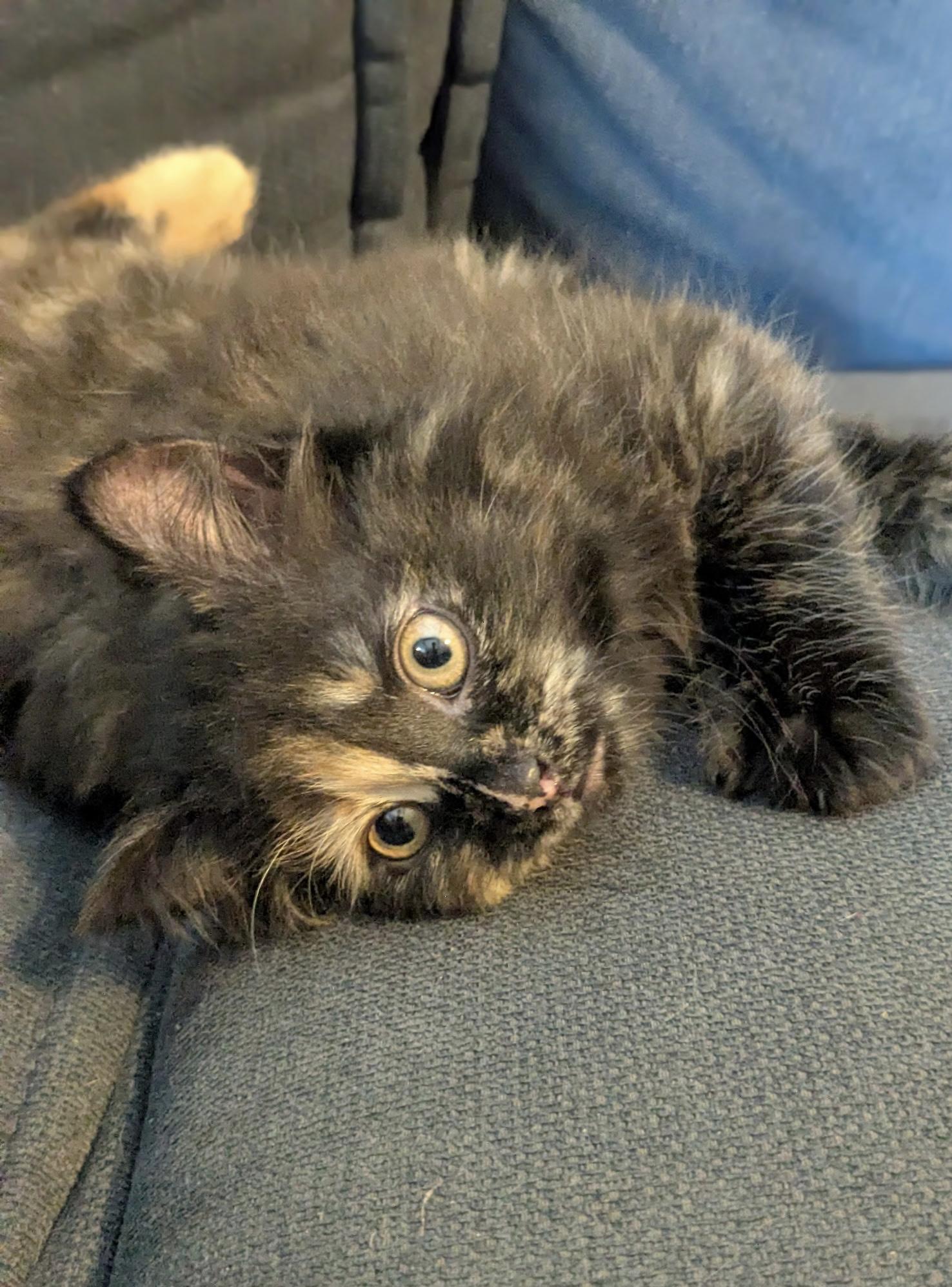 Pancake, an adopted Domestic Long Hair in Belvidere, IL image 6/6