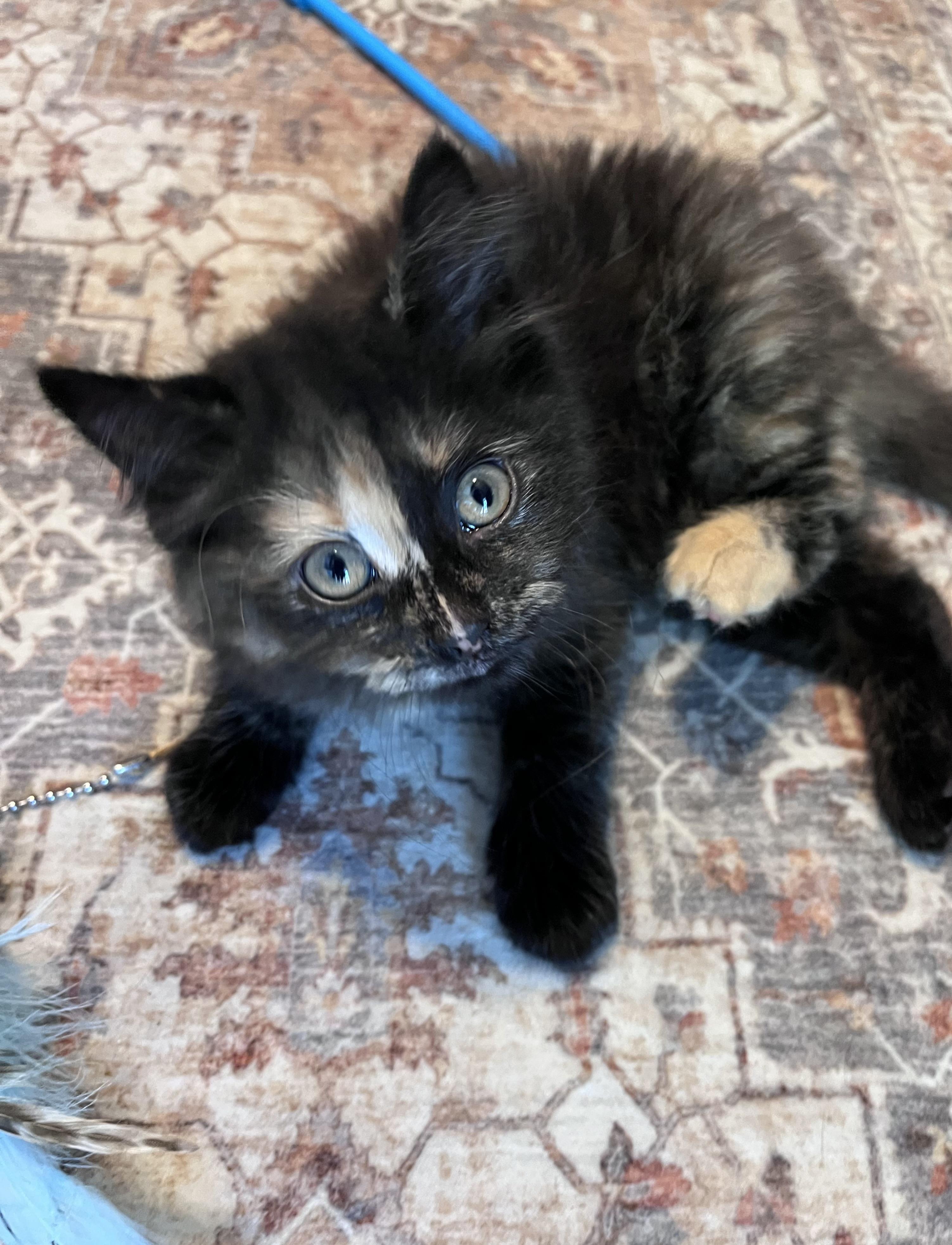 Pancake, an adopted Domestic Long Hair in Belvidere, IL image 5/6