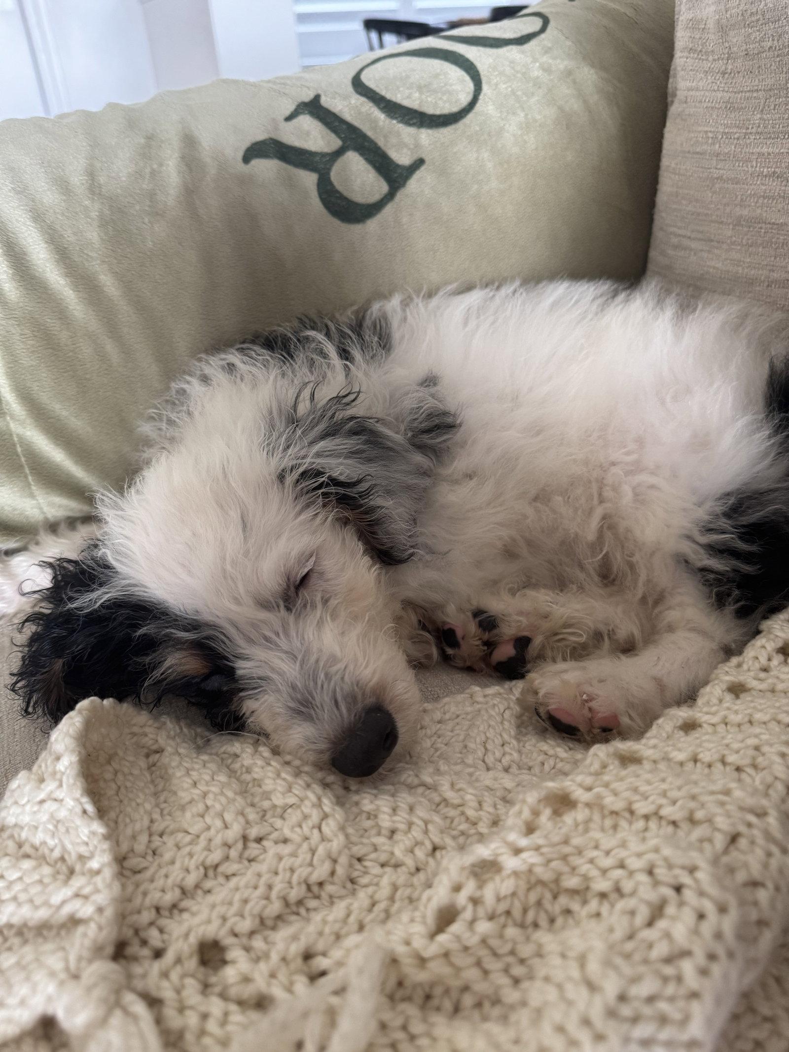 Luffy, Adopted, Puppy Male Bernese Mountain Dog & Poodle.